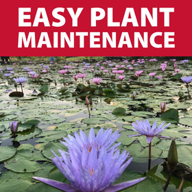 The Pond Guy pond gardening solution reduces clouding and keeps soil in place