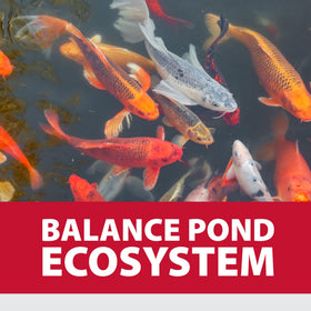 Backyard aquascape featuring the DefensePAC kit for easy maintenance.