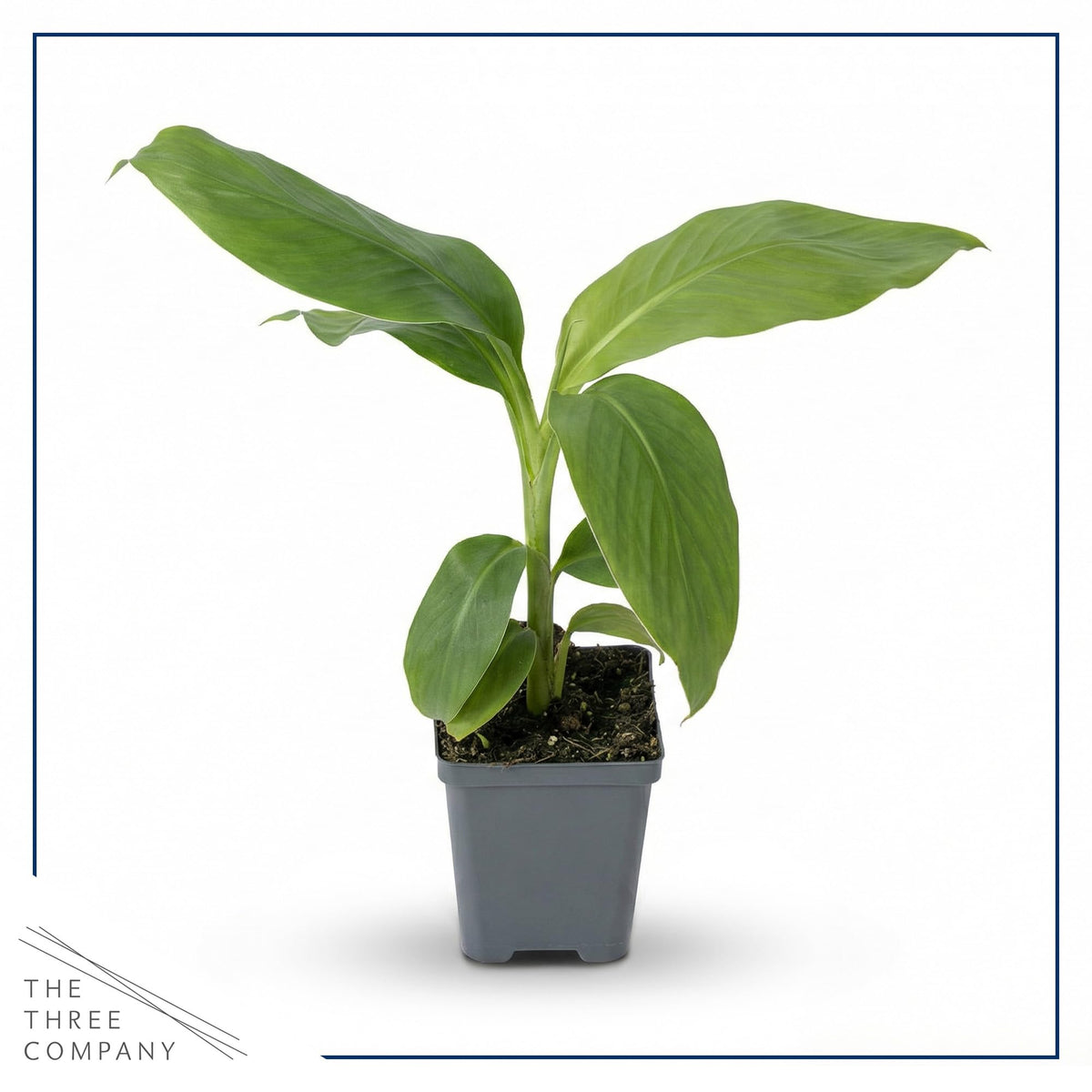 The Three Company banana plant full-sun growth and height potential of 6–10 ft.