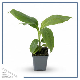 The Three Company banana plant full-sun growth and height potential of 6–10 ft.