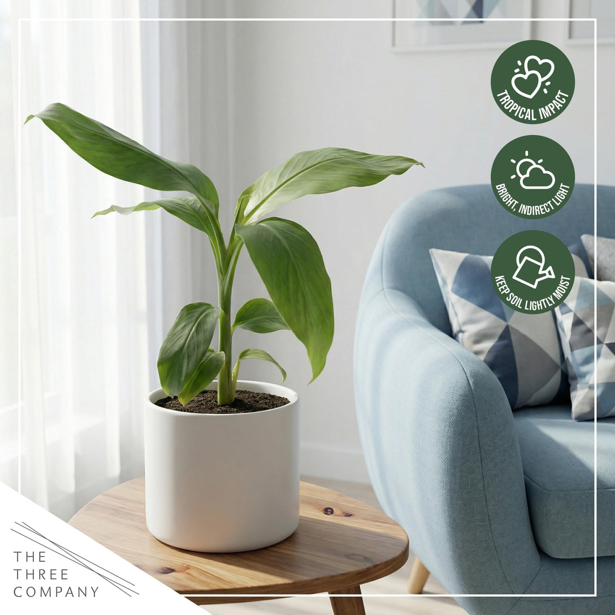 The Three Company banana plant tropical foliage contrast for patios and poolside zones.