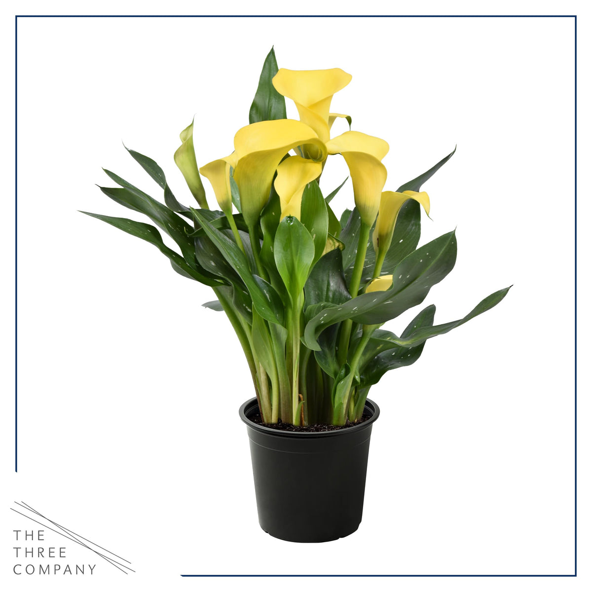 The Three Company Calla Lily yellow in a 1 Qt pot.