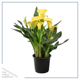 The Three Company Calla Lily yellow in a 1 Qt pot.