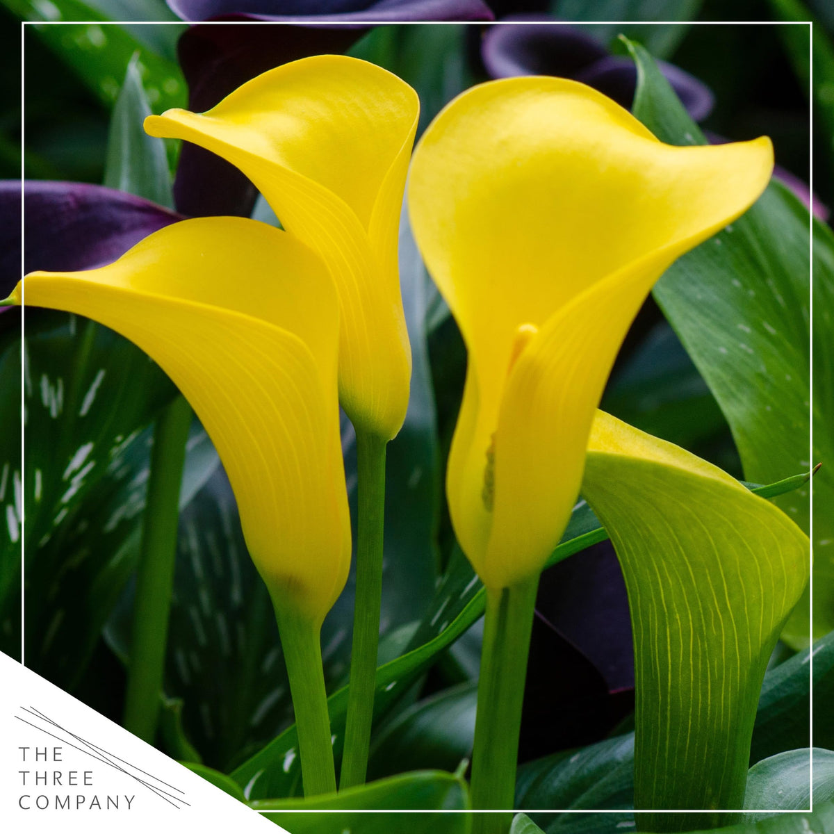 The Three Company Calla Lily yellow blooms elevate borders with elegance.