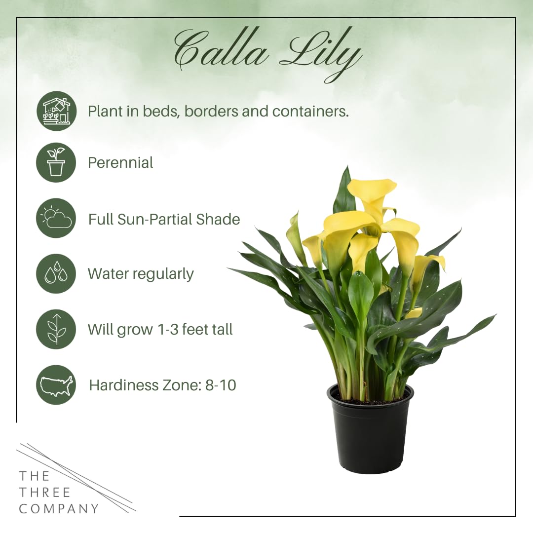 The Three Company Calla Lily yellow showcases 12-inch height and blooms.