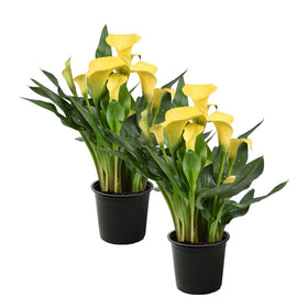 The Three Company Calla Lily yellow two plants per pack brighten spring planters.