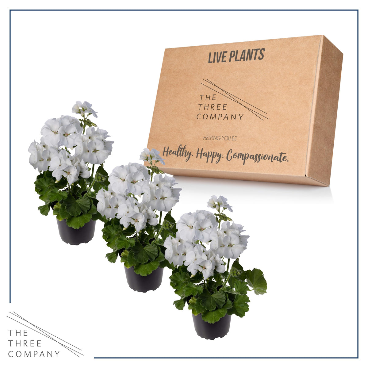 Container-ready geraniums provide vibrant spring color, The Three Company.