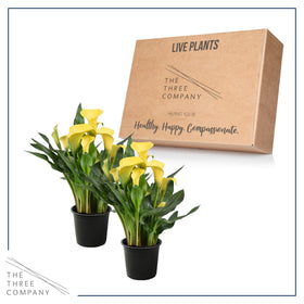 The Three Company Calla Lily yellow offers year after year color.