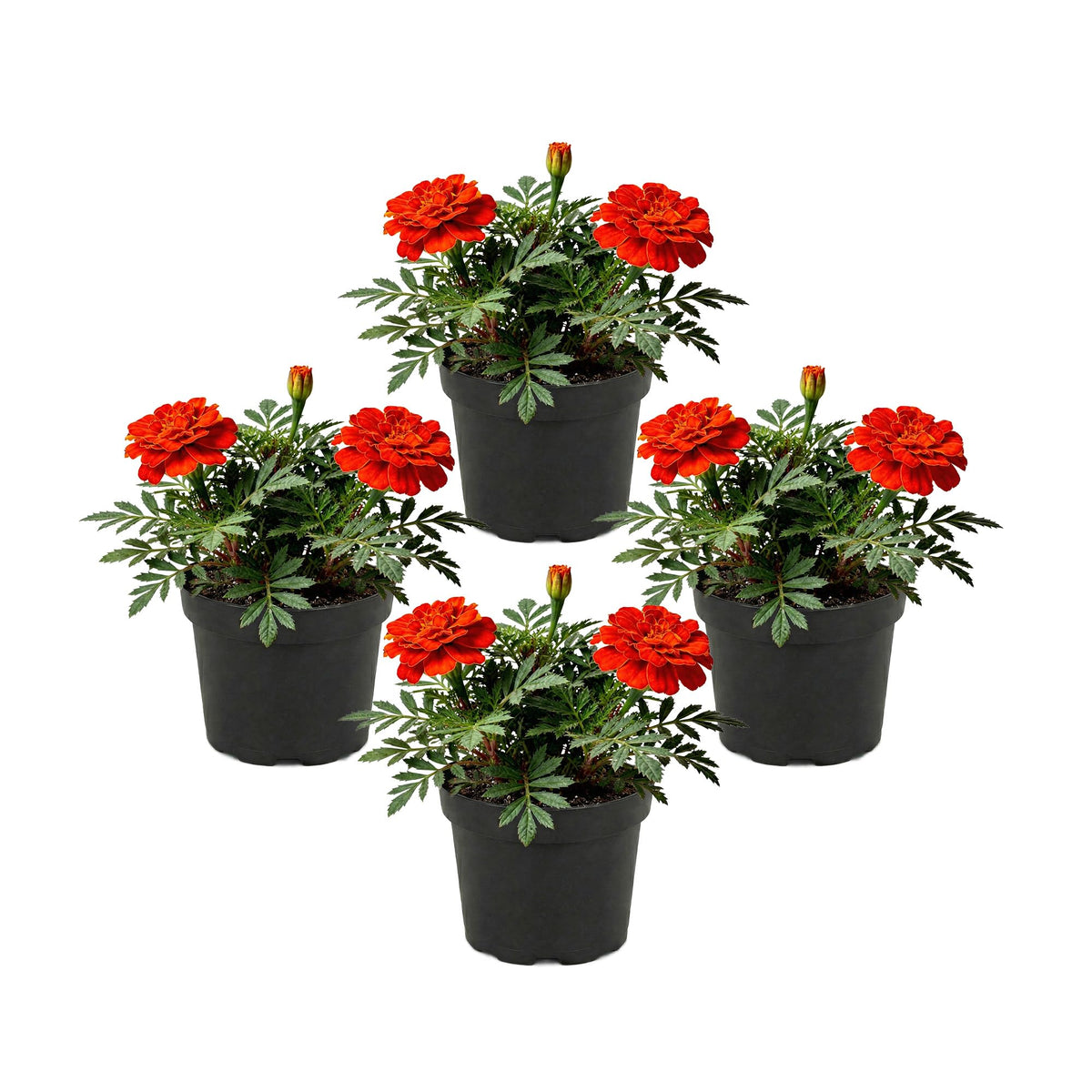 The Three Company Durango Red marigold bloom close-up for vibrant border color.