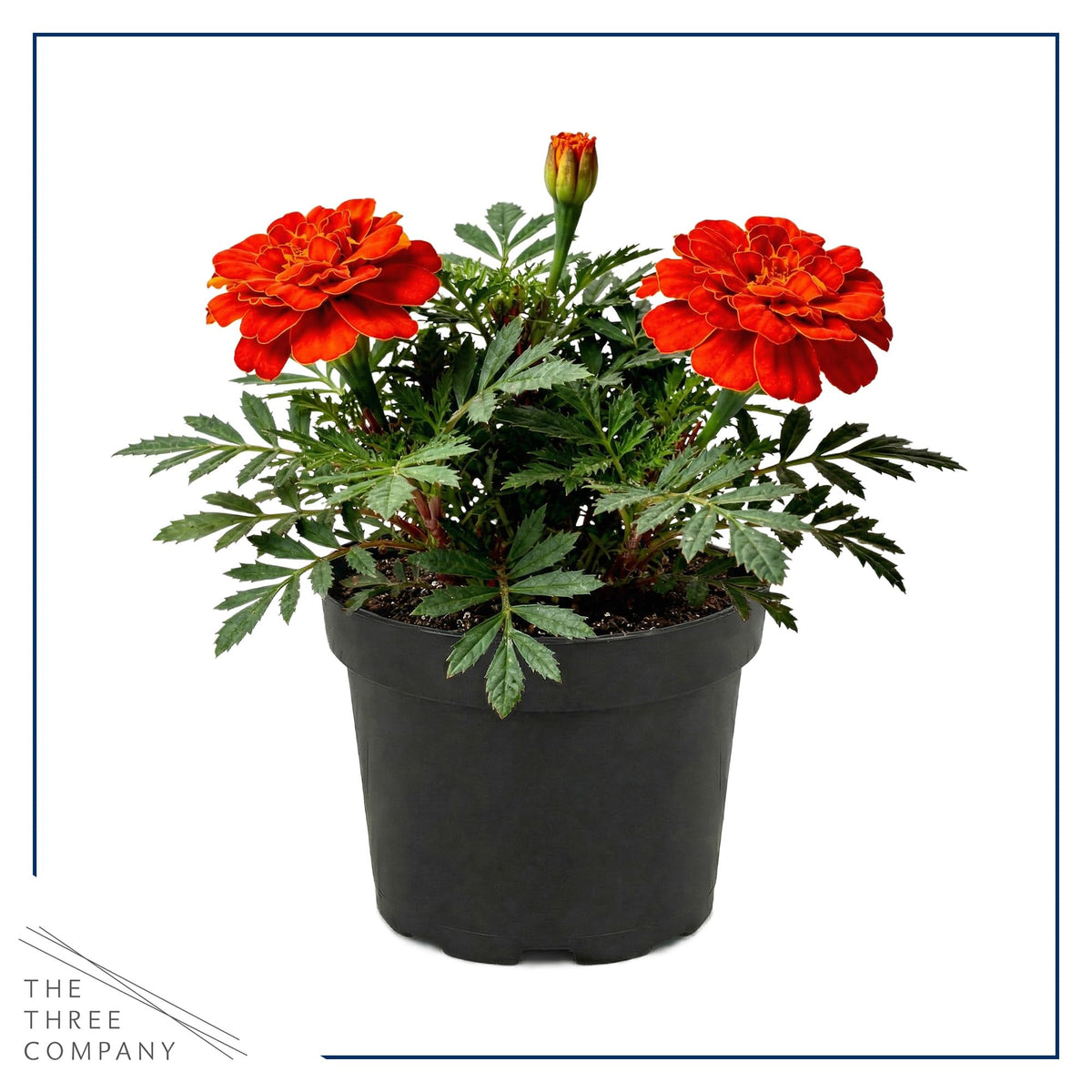 Durango Red marigold in sunny border shows bold color for edging.