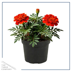 Durango Red marigold in sunny border shows bold color for edging.
