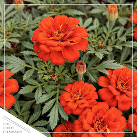 The Three Company Durango Red marigold compact 8in habit, ideal for small spaces.