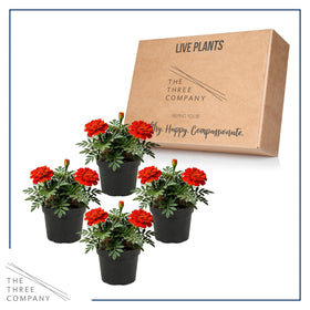 The Three Company Durango Red marigold deep red blooms stand out in beds.