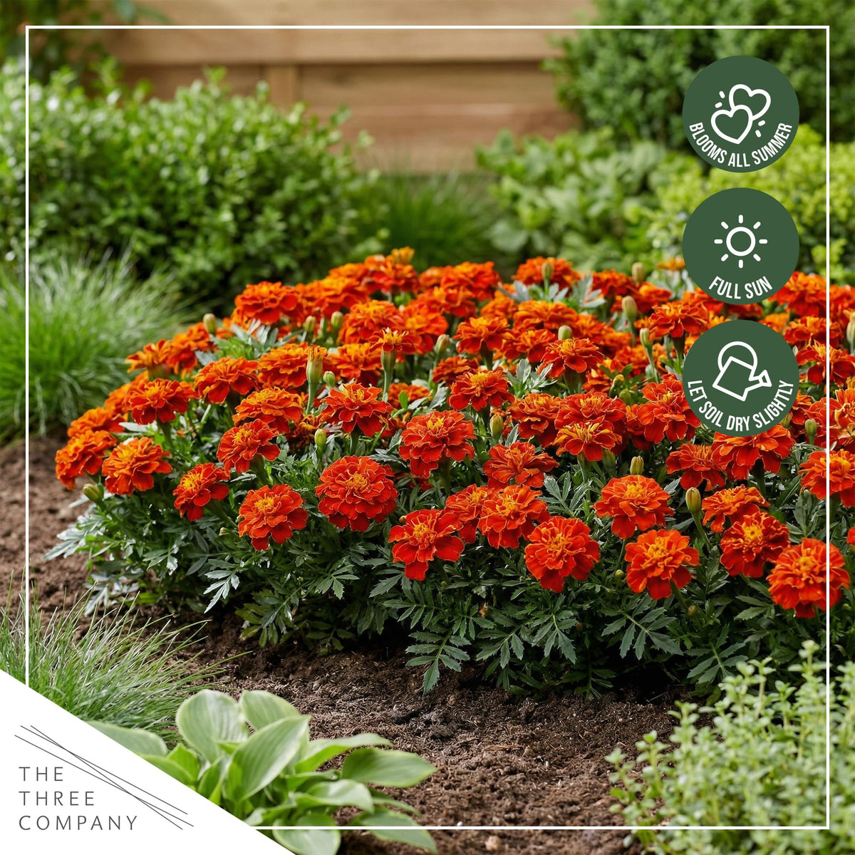 The Three Company Durango Red marigold fragrance helps deter pests naturally.