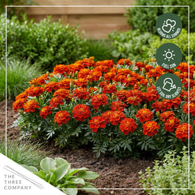 The Three Company Durango Red marigold fragrance helps deter pests naturally.