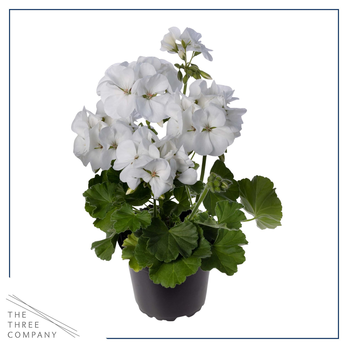 Lush green leaves with white flowers on The Three Company geranium.
