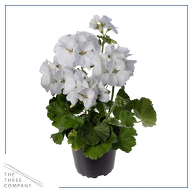 Lush green leaves with white flowers on The Three Company geranium.