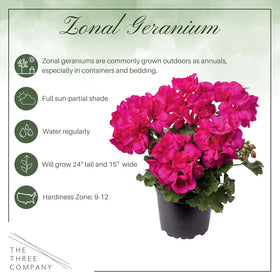 The Three Company geraniums in a qt pot appear 12 inches tall