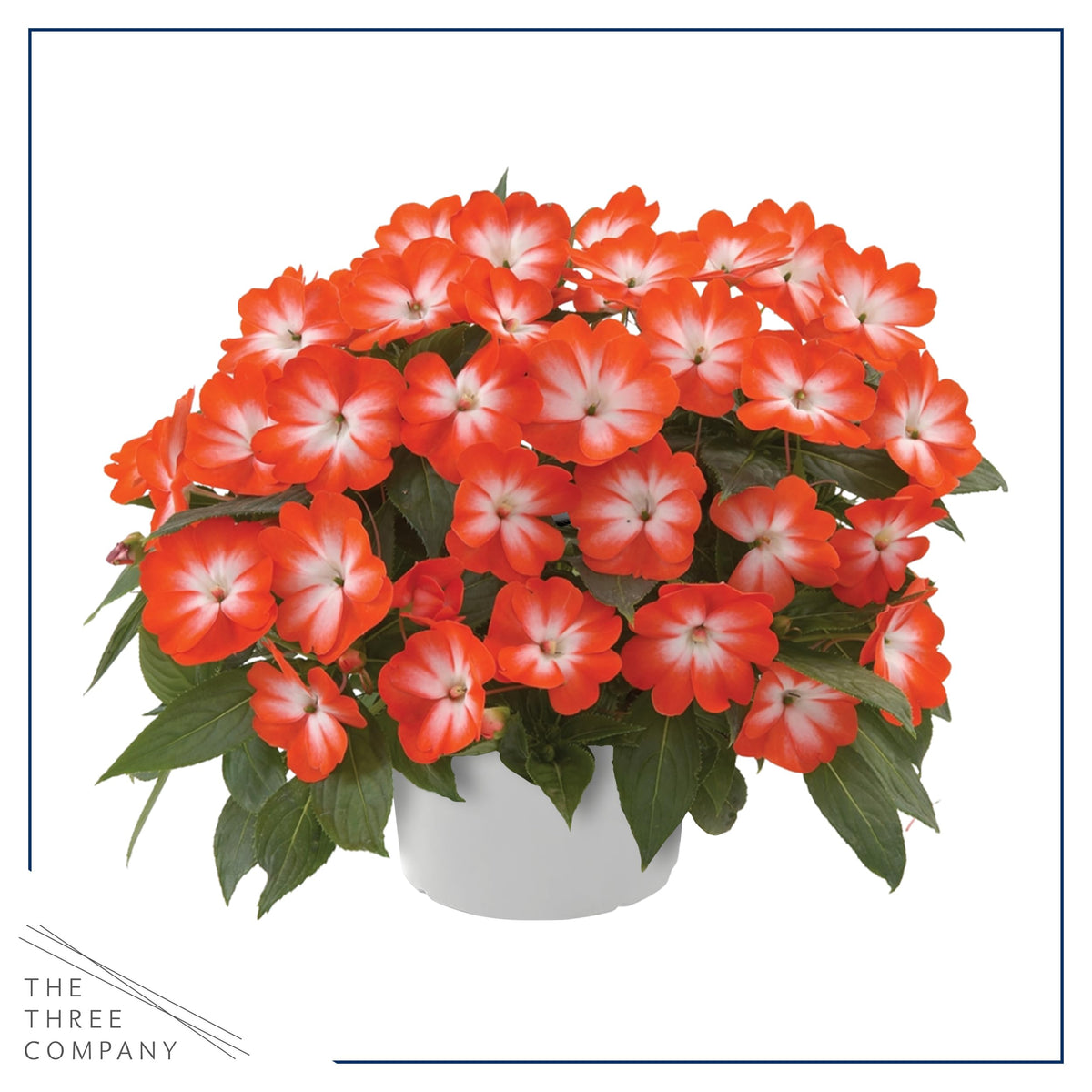 The Three Company Harmony Orange Star impatiens flower close-up showcasing vibrant blooms