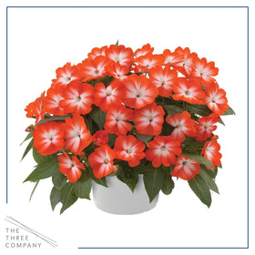 The Three Company Harmony Orange Star impatiens flower close-up showcasing vibrant blooms