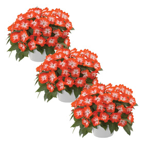 The Three Company Harmony Orange Star impatiens front view in a 1 qt pot for shade color