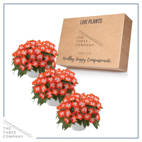 The Three Company Harmony Orange Star impatiens garden-ready color in shady beds