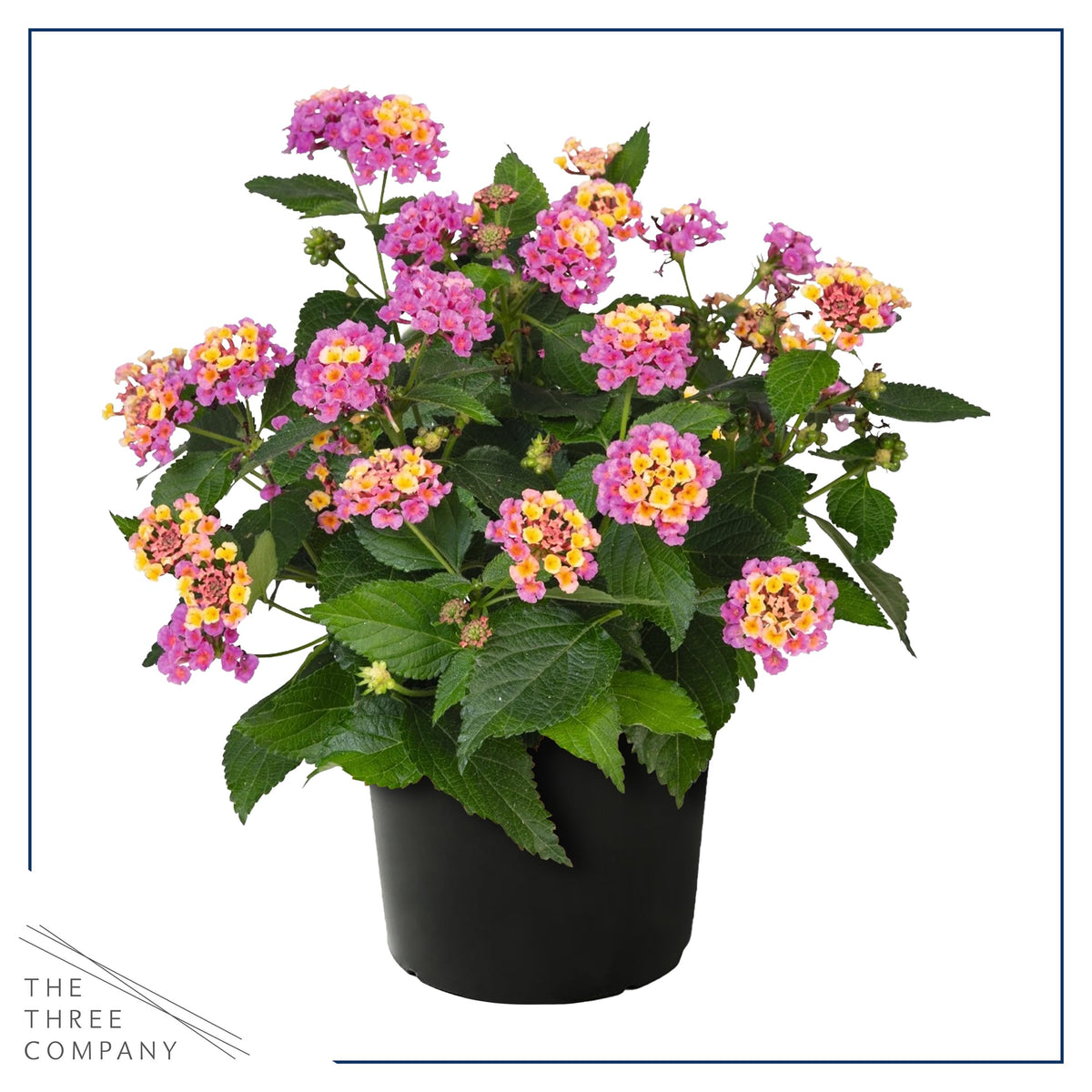 The Three Company Havana Pink Sky 8-inch tall lantana in a pot for patios.