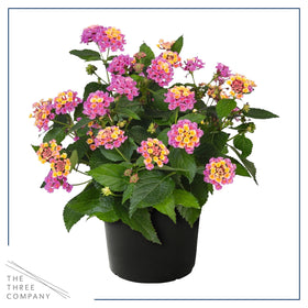 The Three Company Havana Pink Sky 8-inch tall lantana in a pot for patios.