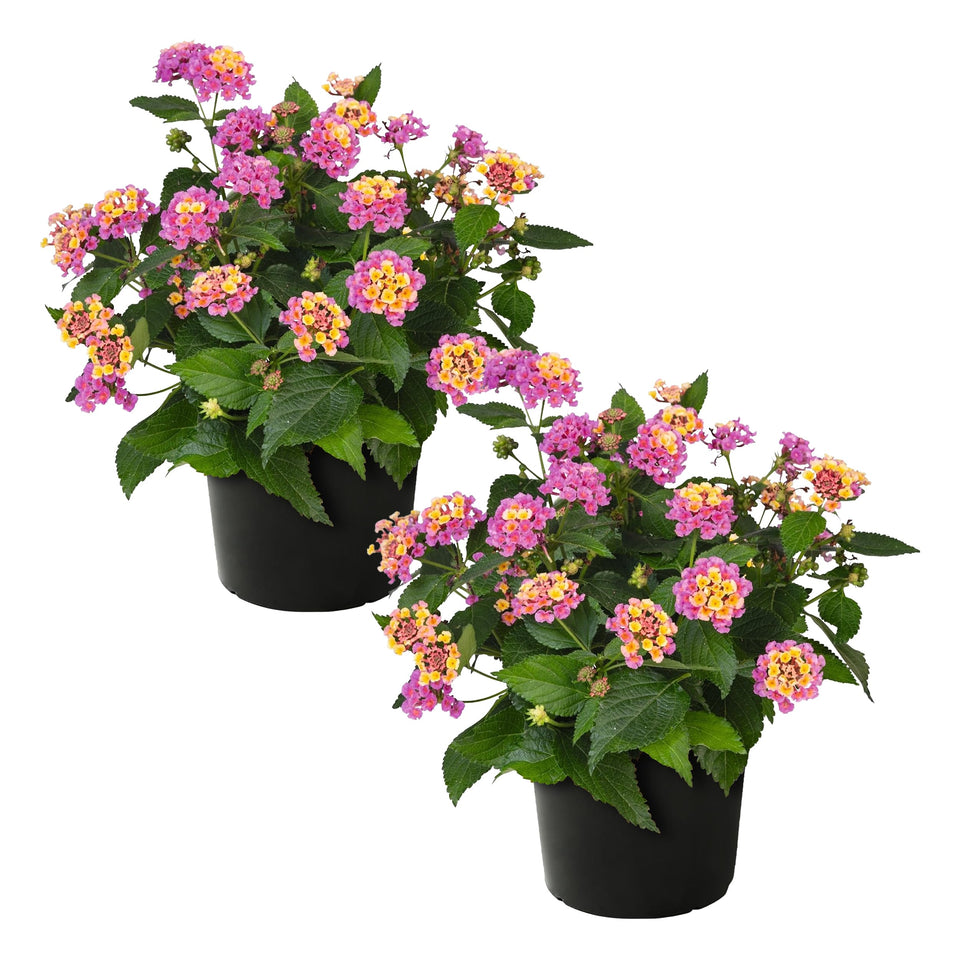 The Three Company Havana Pink Sky lantana closeup shows vibrant blooms attracting pollinators.