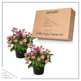 The Three Company Havana Pink Sky leaf and stem detail highlights growth.