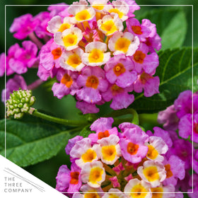 The Three Company Havana Pink Sky two-pack ready for sunny garden borders.