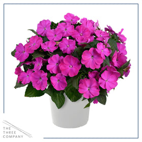 Heart-shaped petals of The Three Company Impatiens create charming focal points.