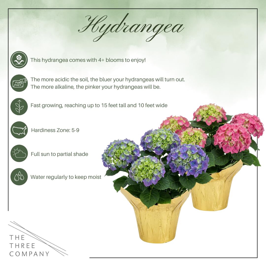 The Three Company hydrangea deco cover pot presents elegant display options.