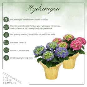 The Three Company hydrangea deco cover pot presents elegant display options.