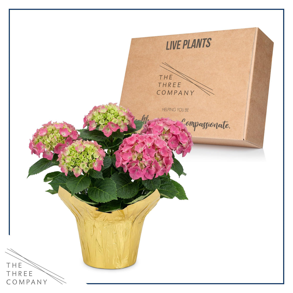 The Three Company hydrangea lush leaves highlight healthy foliage in any setting.