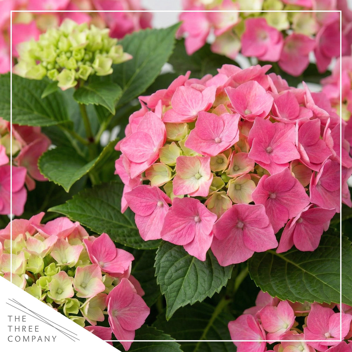 The Three Company hydrangea pink shades closeup reveals rich color variations for vibrant garden beds.