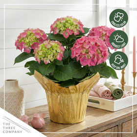 The Three Company hydrangea garden scene in spring shows vibrant pink color.