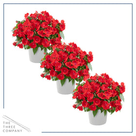 The Three Company New Guinea Impatiens reach about 12 inches tall, ideal for layered borders.