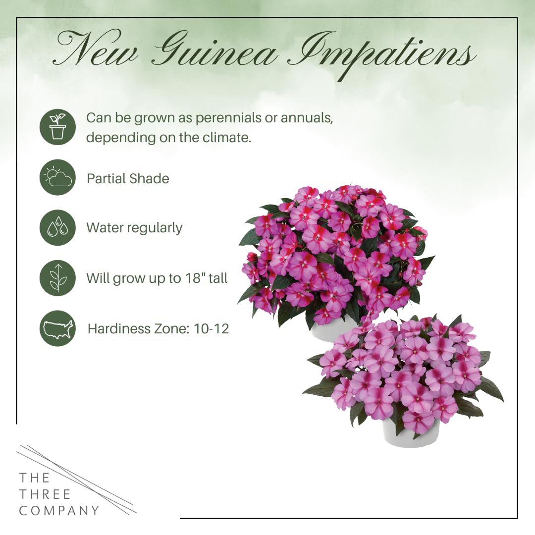 The Three Company Impatiens 1 Qt pot—compact growth for easy container planting