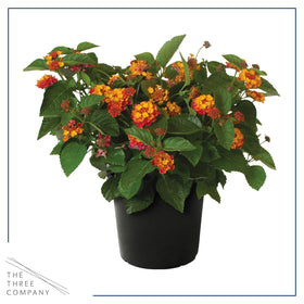 Havana Red Sky lantana leaves and blooms in a sunny garden bed.