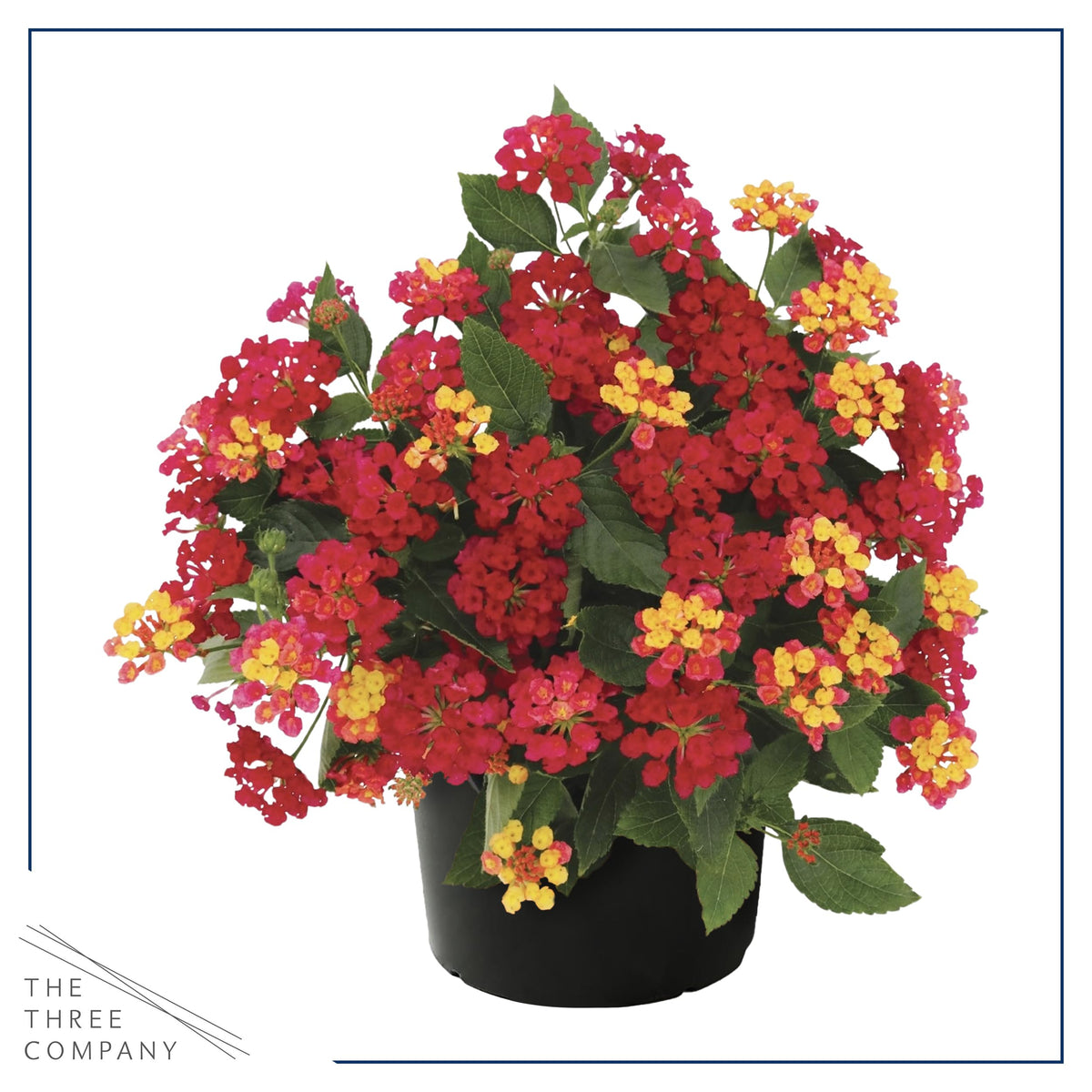 Havana Red Sky lantana in 1 qt pot, ready for containers.