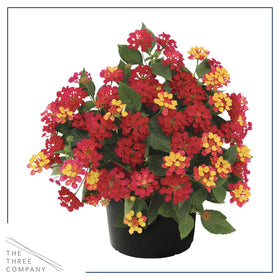 Havana Red Sky lantana in 1 qt pot, ready for containers.