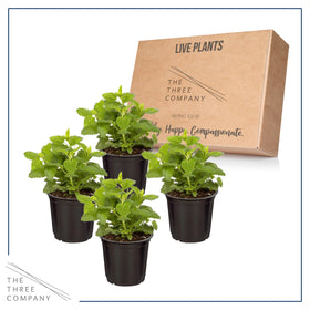 The Three Company Lemon Balm branches ready for clipping for fresh dishes.