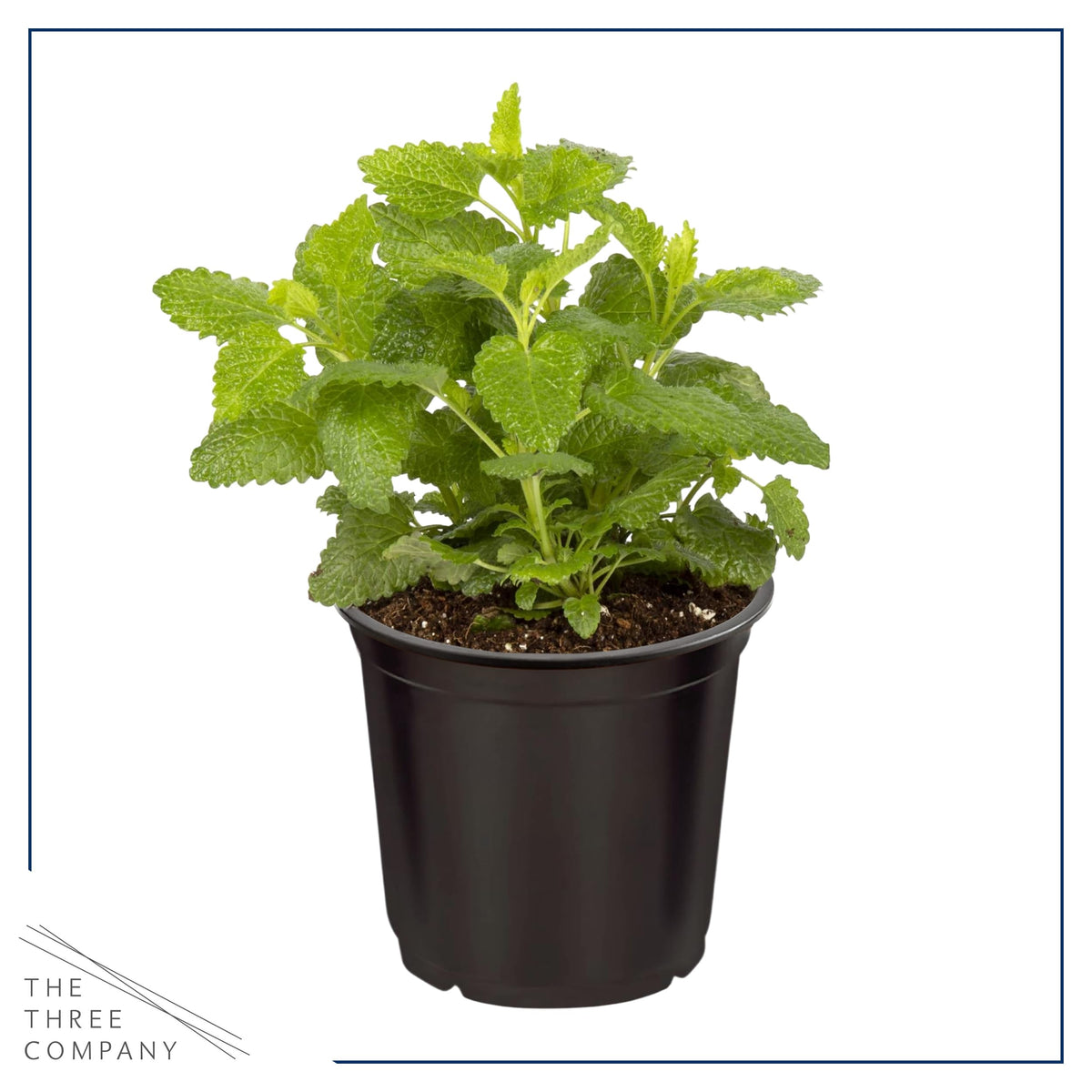 The Three Company Lemon Balm fragrant leaves highlight easy culinary uses.
