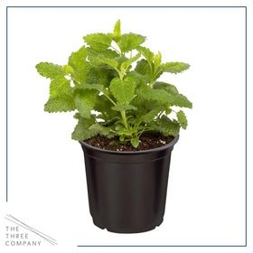 The Three Company Lemon Balm fragrant leaves highlight easy culinary uses.