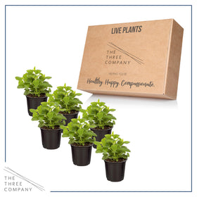 Leaves being harvested for fresh flavor in meals using The Three Company lemon balm.