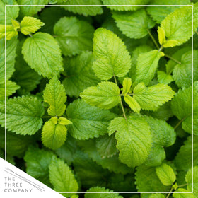 The Three Company Lemon Balm leaf closeup shows vibrant zest for tea and recipes.