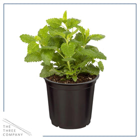 Close-up of lemon balm leaves from The Three Company, ideal for harvest and teas.