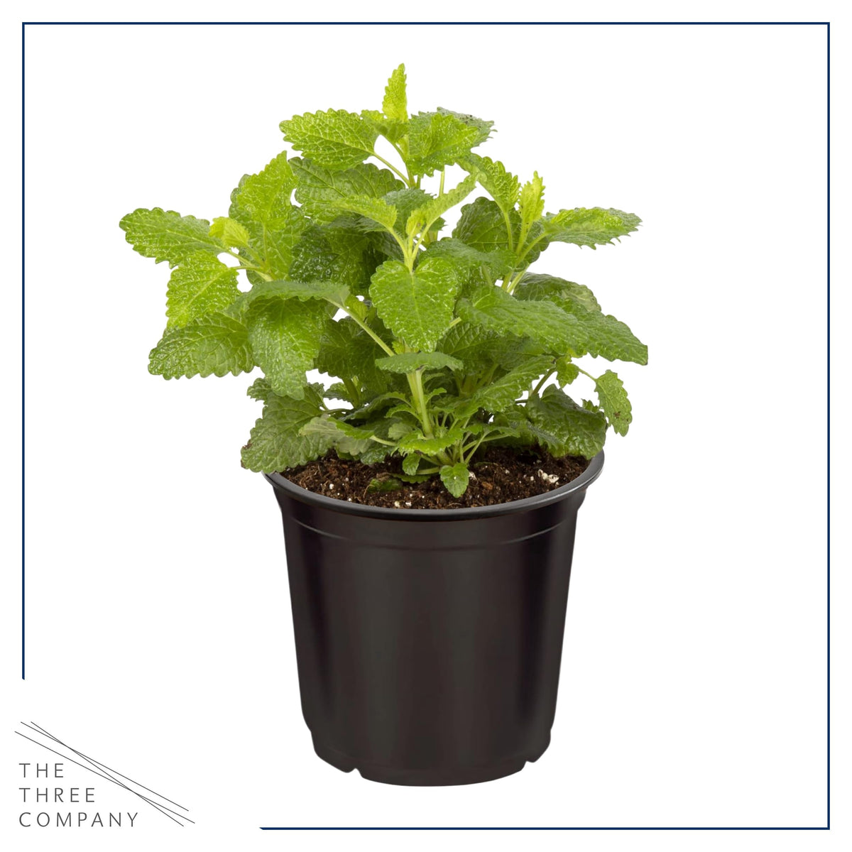 Close-up of lemon balm leaves from The Three Company, ideal for harvest and teas.