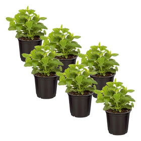The Three Company lemon balm plant in pot with bright, lemon-scented leaves for kitchen use.
